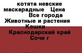 котята невские маскарадные › Цена ­ 18 000 - Все города Животные и растения » Кошки   . Краснодарский край,Сочи г.